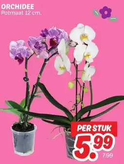 Dekamarkt Orchidee aanbieding