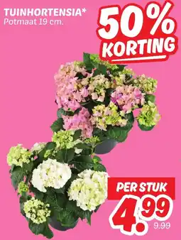 Dekamarkt Tuinhortensia aanbieding