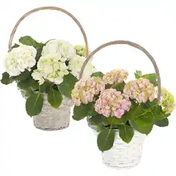 Albert Heijn AH Hortensia p19 in hengselmand aanbieding