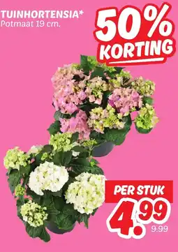 Dekamarkt Tuinhortensia aanbieding