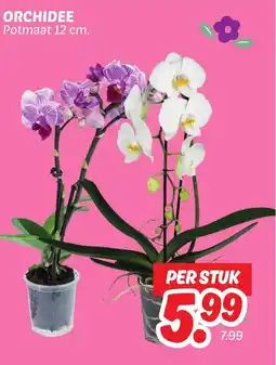 Dekamarkt Orchidee aanbieding