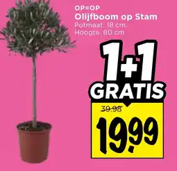 Vomar Voordeelmarkt Olijfboom op Stam aanbieding