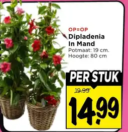 Vomar Voordeelmarkt Dipladenia In Mand aanbieding