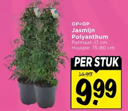 Vomar Voordeelmarkt Jasmijn Polyanthum aanbieding