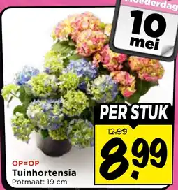 Vomar Voordeelmarkt Tuinhortensia aanbieding