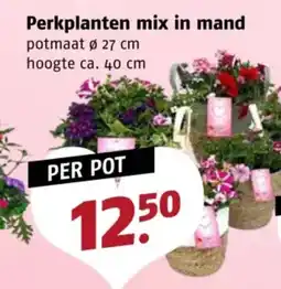 Poiesz Perkplanten mix in mand aanbieding