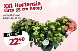 Poiesz XXL Hortensia aanbieding