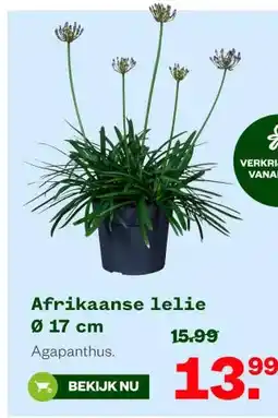 Welkoop Afrikaanse lelie aanbieding