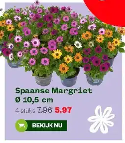 Welkoop Spaanse Margriet aanbieding