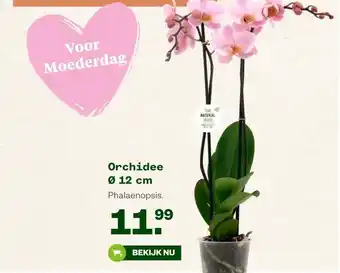 Orchidee