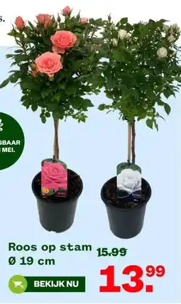 Welkoop Roos op stam aanbieding