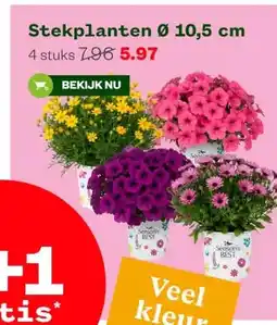 Welkoop Stekplanten aanbieding