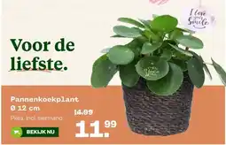 Welkoop Pannenkoekplant aanbieding