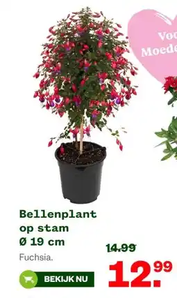 Welkoop Bellenplant op stam aanbieding