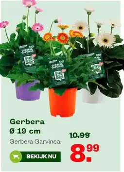 Welkoop Gerbera aanbieding