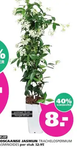 Ranzijn TOSCAANSE JASMIJN aanbieding
