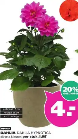 Ranzijn DAHLIA aanbieding