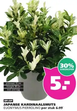 Ranzijn JAPANSE KARDINAALSMUTS aanbieding
