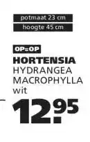 Ranzijn HORTENSIA aanbieding