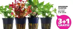 Ranzijn AQUARIUM- PLANTEN aanbieding