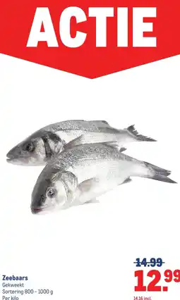 Makro Zeebaars aanbieding