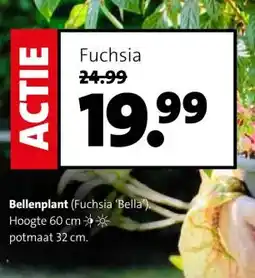 Intratuin Bellenplant (Fuchsia 'Bella). aanbieding