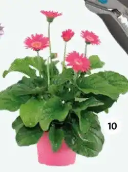 Intratuin Tuingerbera (Garvinea 'Sweet'). aanbieding