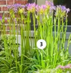 Intratuin Afrikaanse lelie (Agapanthus 'Amourette'). aanbieding
