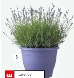 Intratuin Lavendel (Lavandula ang. 'Essence Purple'). aanbieding