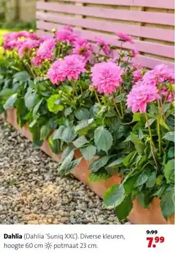 Intratuin Dahlia (Dahlia 'Suniq XXL'). aanbieding