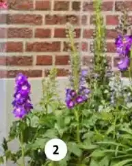 Intratuin Ridderspoor (Delphinium elatum). aanbieding