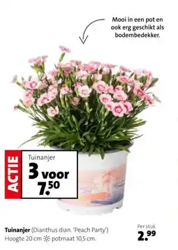 Intratuin Tuinanjer (Dianthus dian. ' aanbieding