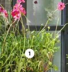 Intratuin Cosmea (Cosmos bipinnatus). aanbieding