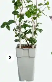 Intratuin Clematis op rekje. aanbieding