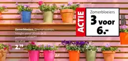 Intratuin Zomerbloeiers. aanbieding