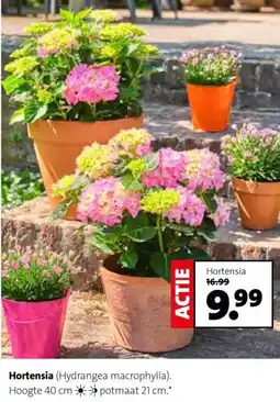 Intratuin Hortensia (Hydrangea macrophylla). aanbieding