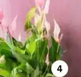 Intratuin Flamingoplant (Anthurium andr. 'Lilli'). aanbieding