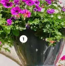 Intratuin Hangpot met zomerbloeiers XXL. aanbieding