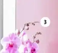 Intratuin Vlinderorchidee (Phalaenopsis), aanbieding
