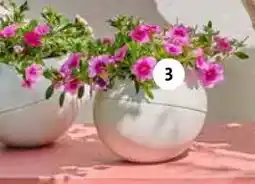 Intratuin Minipetunia (Calibrachoa). aanbieding