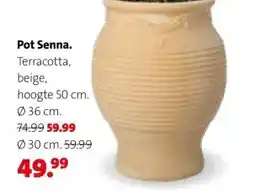 Intratuin Pot Senna. aanbieding