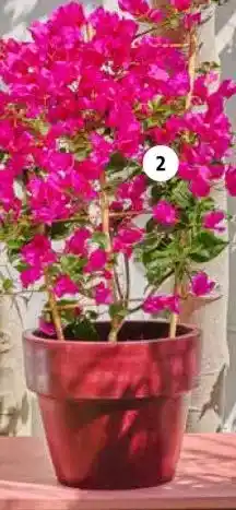 Intratuin Bougainville (Bougainvillea glabra 'Sanderiana') aanbieding