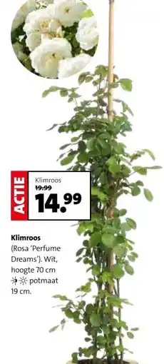 Intratuin Klimroos (Rosa 'Perfume Dreams'). aanbieding