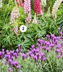 Intratuin Lupine (Lupinus 'Gallery'). aanbieding