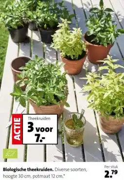 Intratuin Biologische theekruiden. aanbieding