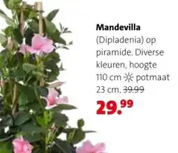 Intratuin Mandevilla aanbieding