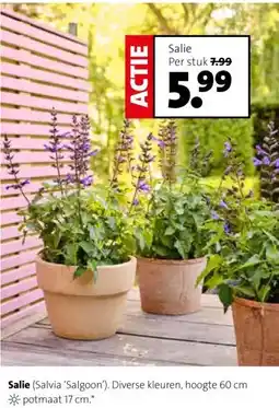 Intratuin Salie (Salvia 'Salgoon'). aanbieding