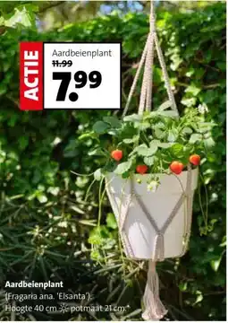 Intratuin Aardbeienplant aanbieding