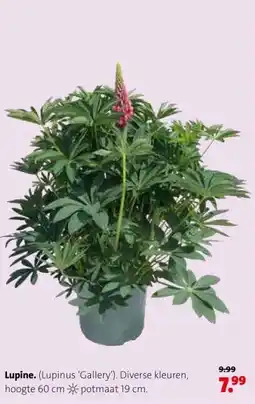 Intratuin Lupine. (Lupinus 'Gallery'). aanbieding