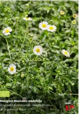 Intratuin Biologisch Mexicaans madeliefje (Erigeron karvinskianus). aanbieding